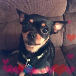 Meet your Posher, Darla